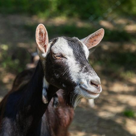 Alpaca Country House Понтедера Экстерьер фото