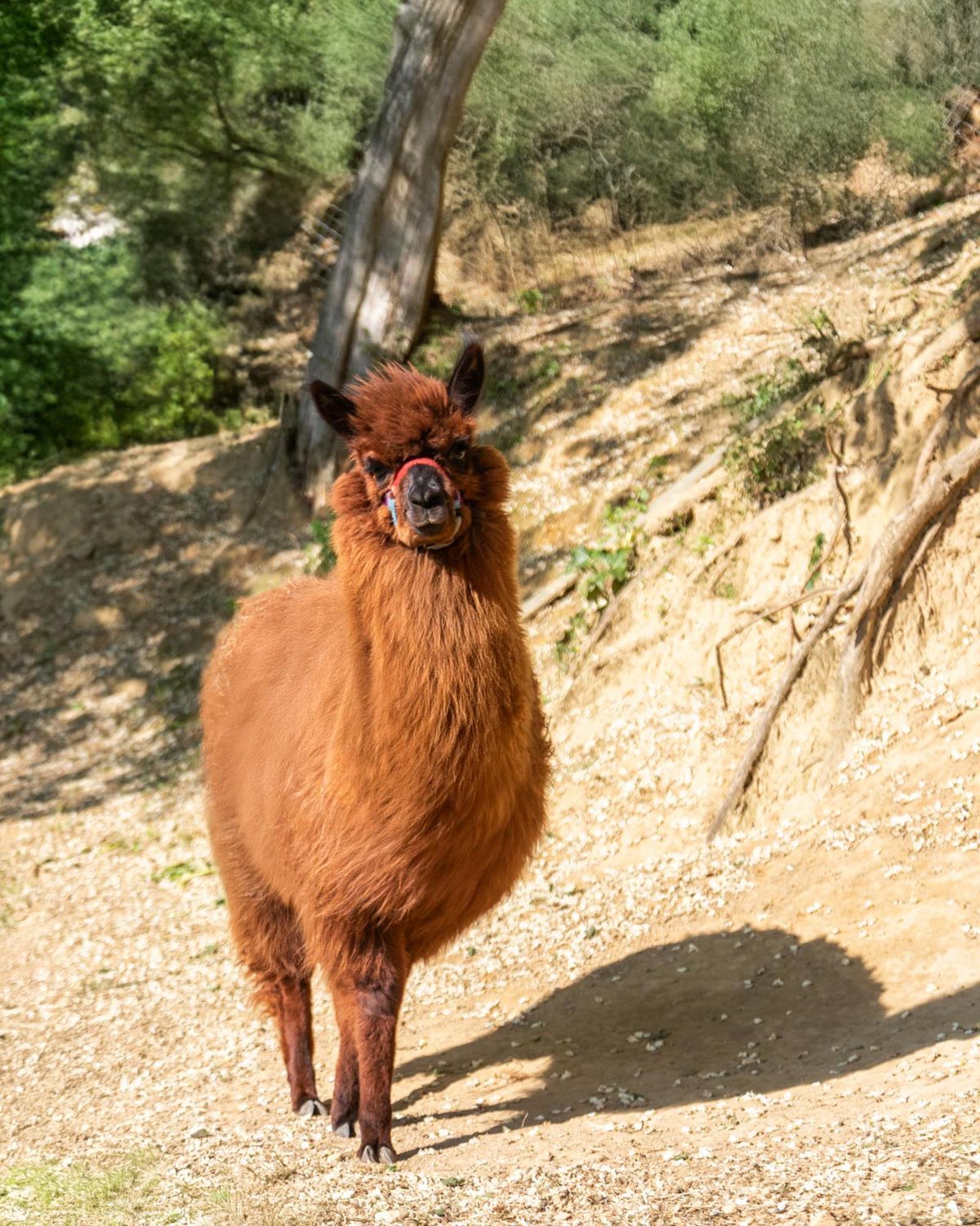 Alpaca Country House Понтедера Экстерьер фото