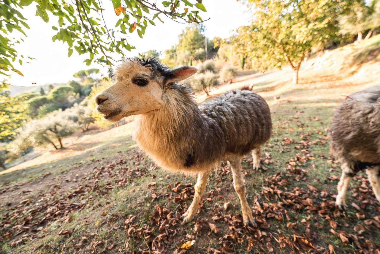 Alpaca Country House Понтедера Экстерьер фото